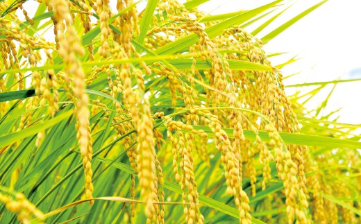 【令和7年産】嘉麻市産 夢つくし 6kg 清らかな水で育った 福岡県産 特別栽培米