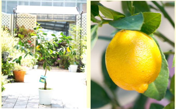 鉢植え レモンの木 大きめサイズ 4年生 苗 8本 配送不可 北海道 沖縄 離島