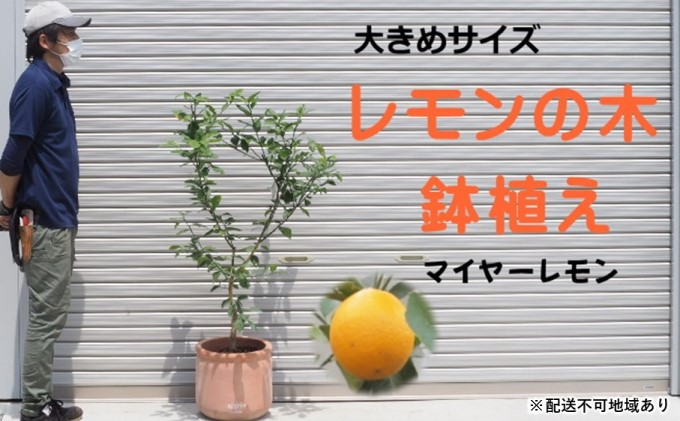 大きめサイズ レモンの木鉢植え（マイヤー）※配送不可：北海道・沖縄・離島
