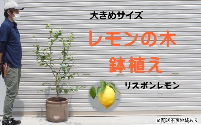 大きめサイズ レモンの木鉢植え（リスボンレモン）※配送不可：北海道・沖縄・離島