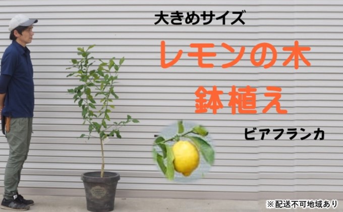 大きめサイズ レモンの木鉢植え（ビアフランカ）※配送不可：北海道・沖縄・離島