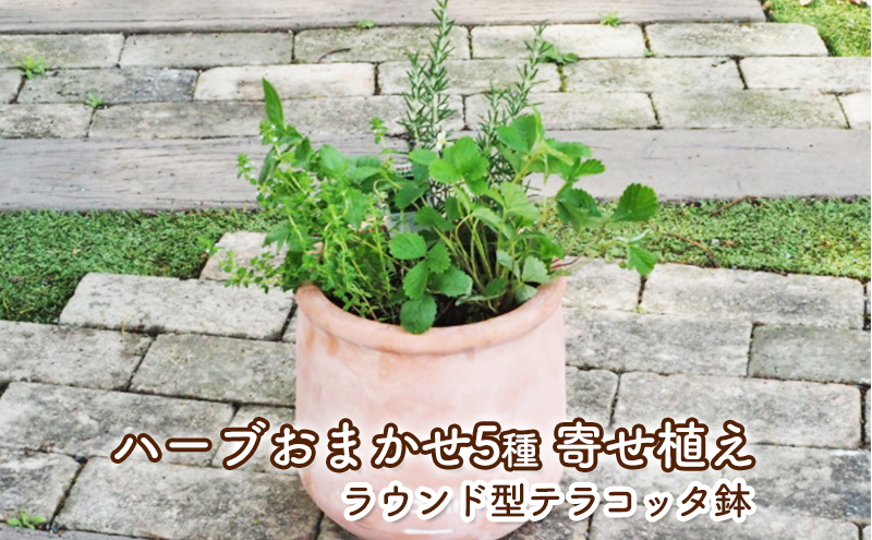 ハーブ 寄せ植え 5種 ラウンド型 テラコッタ鉢 25cm 植物 インテリア ガーデン