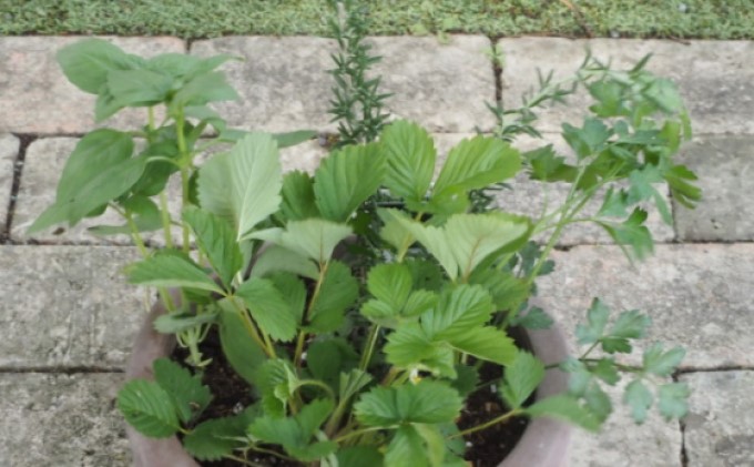 ハーブ 寄せ植え 5種 ラウンド型 チョコ色 25cm 植物 インテリア ガーデン