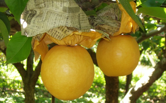 梨 季節の朝倉の梨 5kg 6-18玉 配送不可 離島