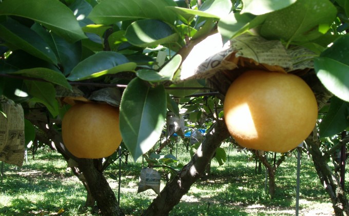 梨 季節の朝倉の梨 2.5kg 2-6玉 配送不可 離島