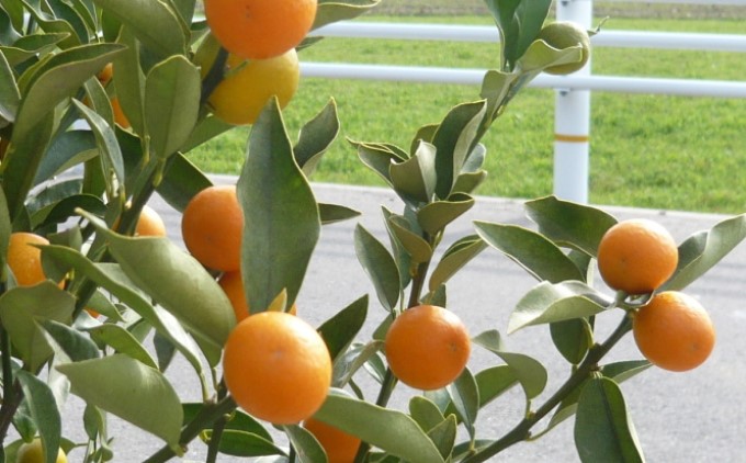 鉢植え 寧波金柑の木 大きめサイズ 1本 配送不可 北海道 沖縄 離島 インテリア ガーデニング 丈夫 育てやすい 甘み 強い 香り 受粉樹 不必要 地植え 白い花 