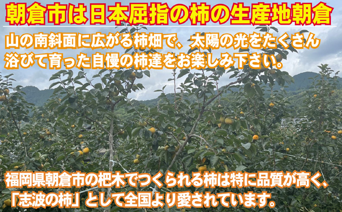 2024年先行予約 志波の富有柿 M～2Lサイズ×約12個入（冷蔵）※配送不可：離島