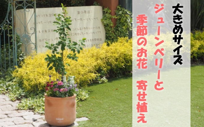苗木 大きめサイズ ジューンベリーと季節のお花 寄せ植え 配送不可 北海道 沖縄 離島