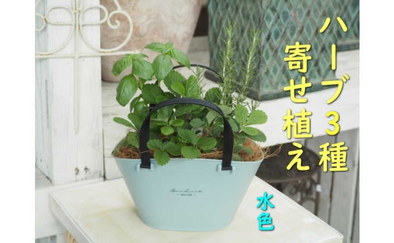 ハーブ 寄植え 摘み取って使う 新鮮 ハーブ 3種の寄せ植え プラ鉢 水色 苗木 庭 玄関先 ベランダ 植物 インテリア グリーンアイテム ハーブの寄せ植え おしゃれ 育てやすい