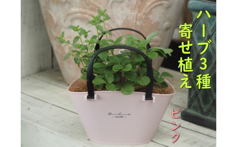 ハーブ 寄植え 摘み取って使う 新鮮 ハーブ 3種の寄せ植え プラ鉢 ピンク 苗木 庭 玄関先 ベランダ 植物 インテリア グリーンアイテム ハーブの寄せ植え おしゃれ 育てやすい