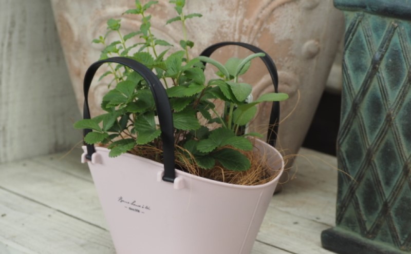 ハーブ 寄植え 摘み取って使う 新鮮 ハーブ 3種の寄せ植え プラ鉢 ピンク