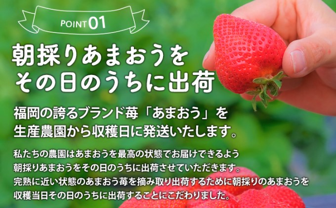 いちご 2024年12月より発送 特選あまおう 800g※配送不可：離島