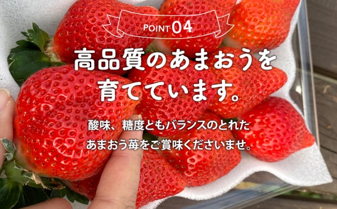 いちご 2024年12月より発送 うるう農園のあまおう スタンダード4パック 約1.14kg※配送不可：離島