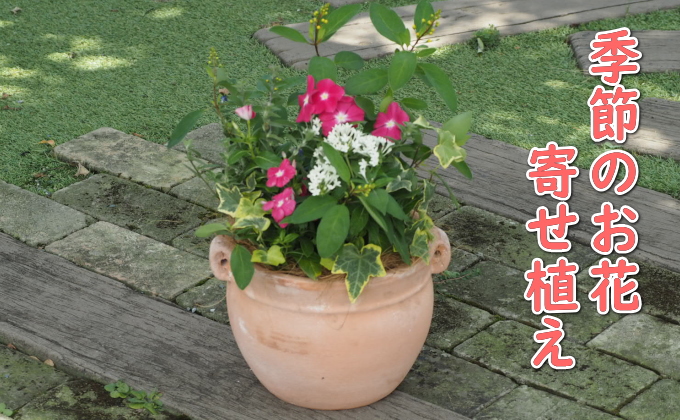 植物 寄植え 花 季節のお花 寄せ植え つぼ丸型 ピンク系 25cm 配送不可 北海道 沖縄 離島