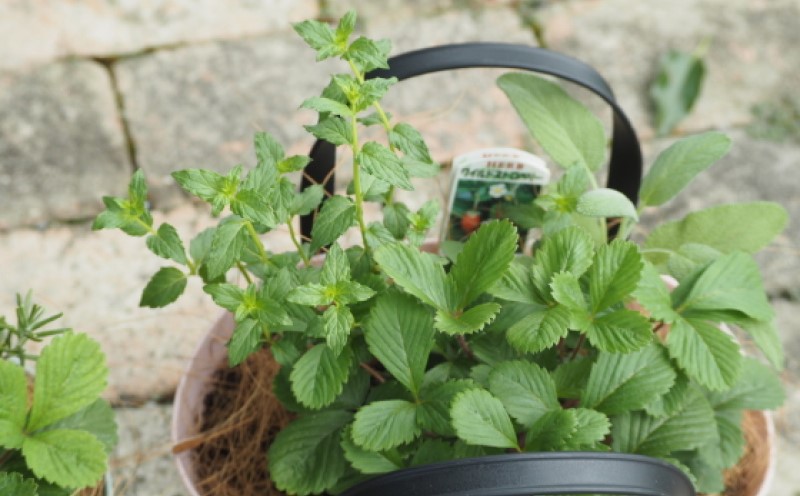 ハーブ 寄植え 摘み取って使う 新鮮 ハーブ 3種の寄せ植え プラ鉢 ピンク 苗木 庭 玄関先 ベランダ 植物 インテリア グリーンアイテム ハーブの寄せ植え おしゃれ 育てやすい 