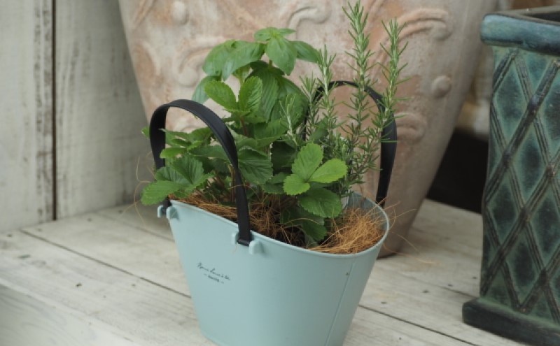 ハーブ 寄植え 摘み取って使う 新鮮 ハーブ 3種の寄せ植え プラ鉢 水色 苗木 庭 玄関先 ベランダ 植物 インテリア グリーンアイテム ハーブの寄せ植え おしゃれ 育てやすい 