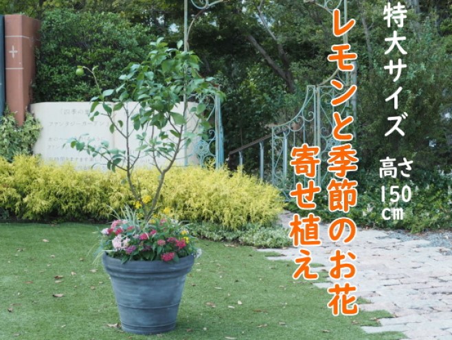 植物 レモン 花 寄植え 特大サイズ レモンの木と季節のお花 寄せ植え ガーデニング 配送不可：北海道、沖縄、離島
