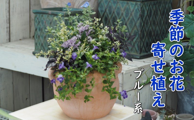 植物 寄せ植え 季節のお花 ブルー系 つぼ丸型 25cm ガーデニング 花 配送不可：北海道、沖縄、離島