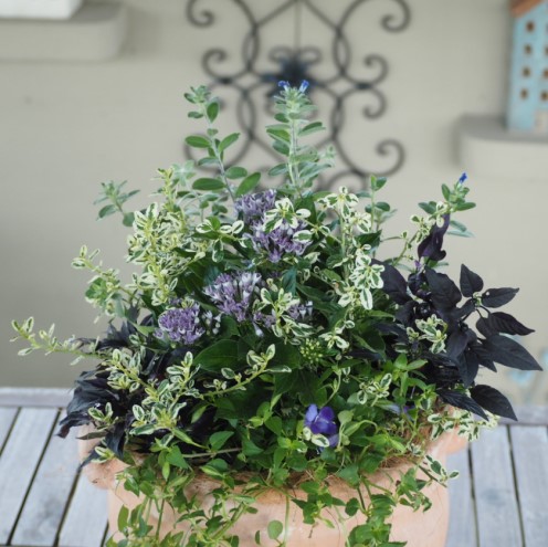 植物 寄せ植え 季節のお花 ブルー系 つぼ丸型 25cm ガーデニング 花