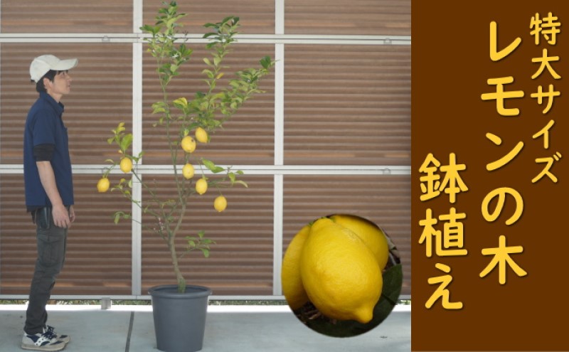 レモンの木 鉢植え 特大サイズ (陶器鉢グレー38cm) 植木鉢 ガーデン ※配送不可：北海道、沖縄、離島