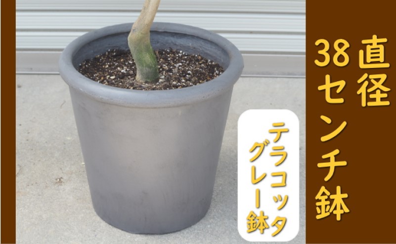 レモンの木 鉢植え 特大サイズ (陶器鉢グレー38cm) 植木鉢 ガーデン ※配送不可：北海道、沖縄、離島