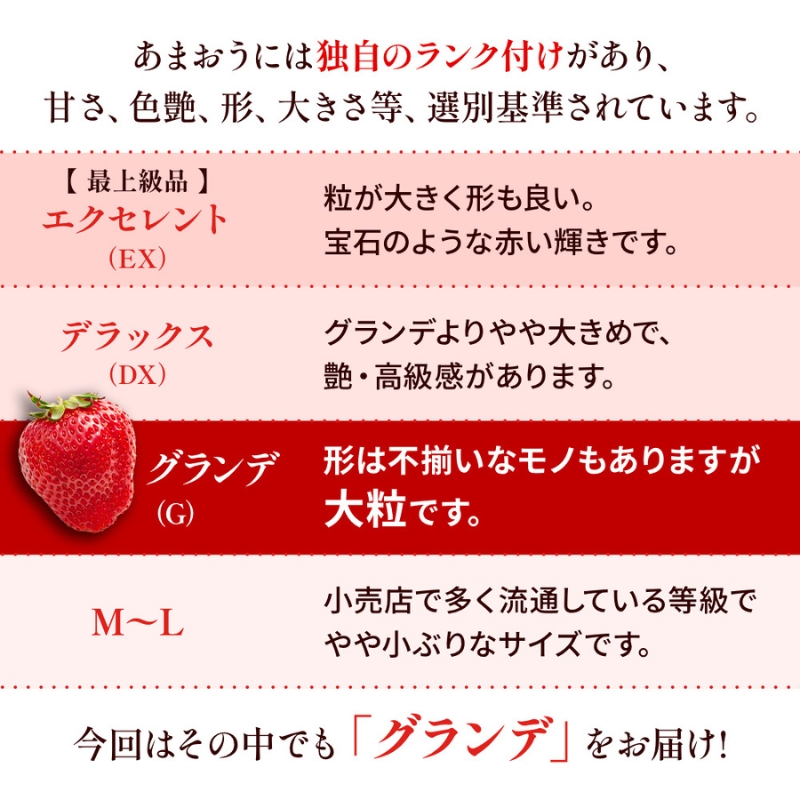 いちご 福岡県産 あまおう 500g (250g×2パック) 先行予約 2024年12月より順次発送 果物 デザート ※配送不可：離島