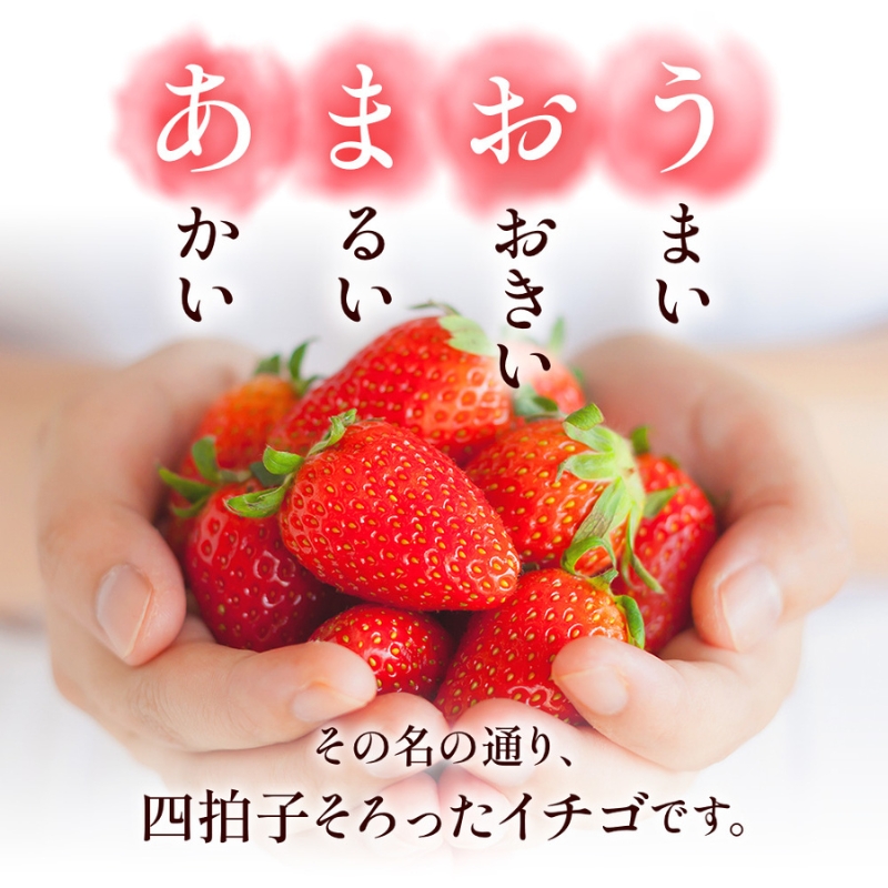 いちご 福岡県産 あまおう 500g (250g×2パック) 先行予約 2024年12月より順次発送 果物 デザート ※配送不可：離島