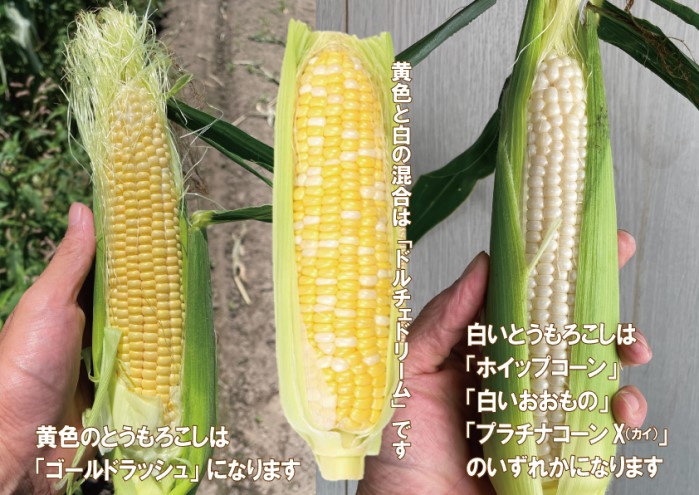 とうもろこし 朝倉市産 スイートコーン 朝採り！約4～5kg ※配送不可：離島、北海道、東北、沖縄