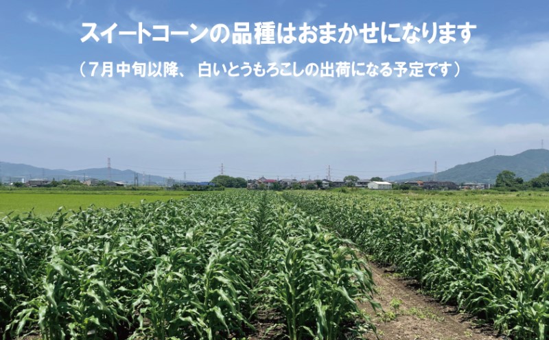 とうもろこし 朝倉市産 スイートコーン 朝採り！約4～5kg ※配送不可：離島、北海道、東北、沖縄