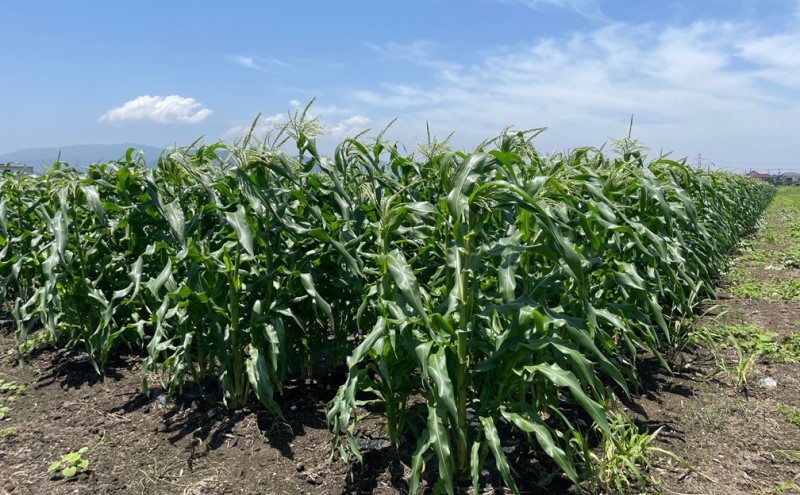 とうもろこし 朝倉市産 スイートコーン 朝採り！約4～5kg ※配送不可：離島、北海道、東北、沖縄