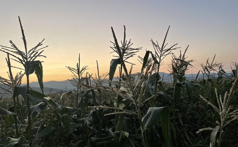 とうもろこし 朝倉市産 スイートコーン 朝採り！約4～5kg ※配送不可：離島、北海道、東北、沖縄