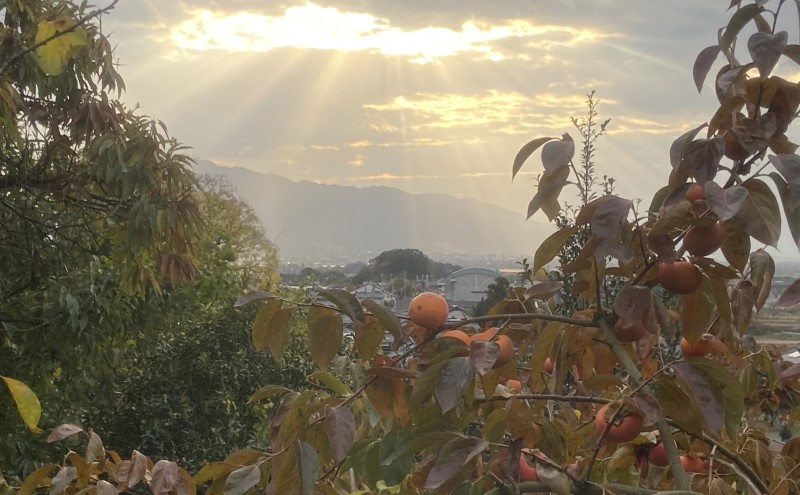 訳あり 志波の冷蔵富有柿 約3kg 柿 冷蔵 ※配送不可：離島