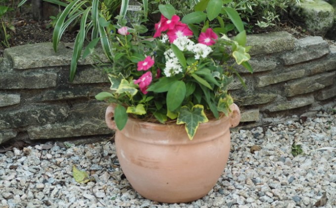 植物 寄植え 花 季節のお花 寄せ植え つぼ丸型 ピンク系 25cm お花の寄せ植え インテリア グリーンアイテム 癒し かわいい 玄関 ガーデン 庭 ガーデニング 