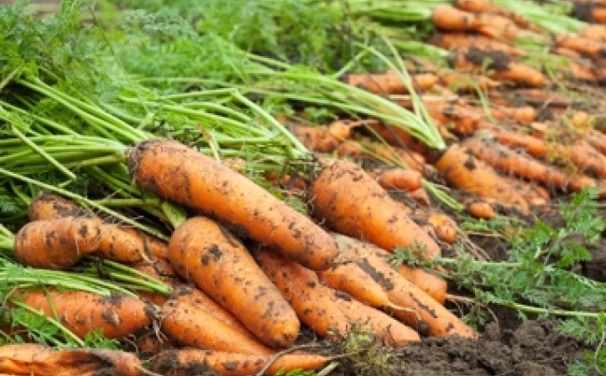 ドレッシング 5本セット