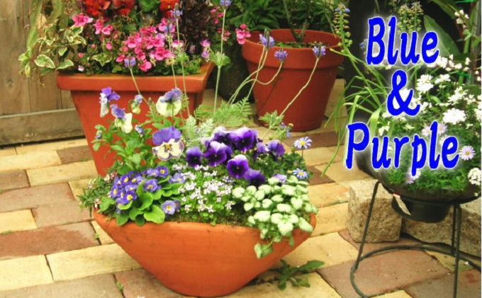 爽やかな色合いブルー・パープルの寄せ植え 植物