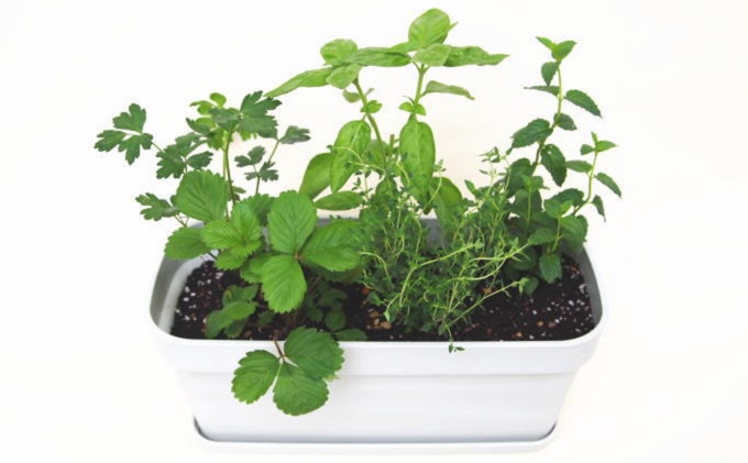 ハーブ キッチンハーブ 5種 フレッシュハーブ 香りの寄せ植え 植物 ガーデニング ガーデン インテリア