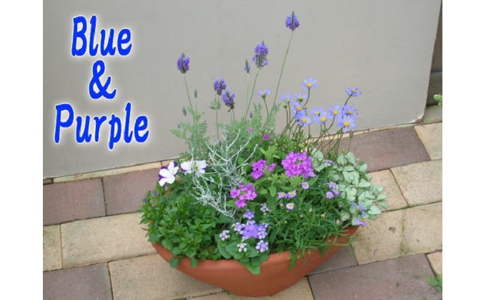 爽やかな色合いブルー・パープルの寄せ植え