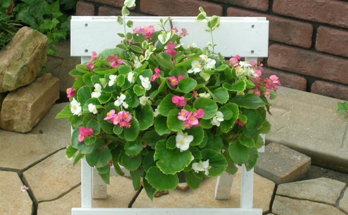 花 季節のお花でハンキングバスケット ピンク系 植物 ガーデニング ガーデン インテリア 