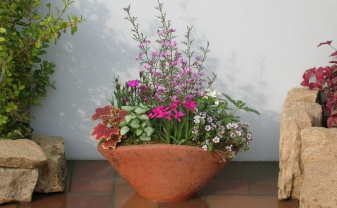 可愛いピンクのお花たっぷりの寄せ植え 