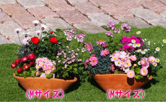 可愛いピンクのお花たっぷりの寄せ植え（舟形Mサイズ）2個