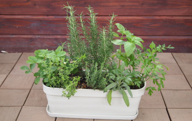 ハーブ 7種 フレッシュハーブ 香りの寄せ植え 白鉢 受皿付き 植物 ガーデン インテリア 