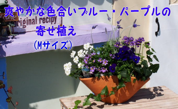 ブルー・パープルの寄せ植え（舟形Mサイズ）1個 花 植物