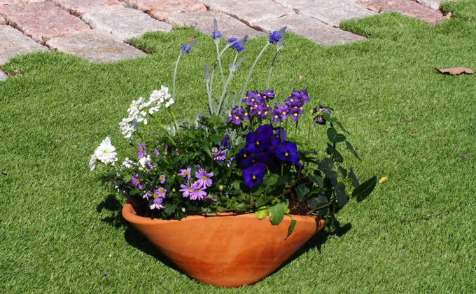 ブルー・パープルの寄せ植え（舟形Mサイズ）1個 花 植物 