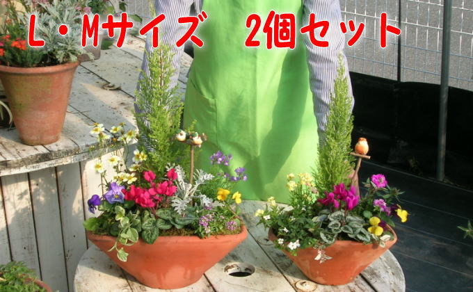 植木 寄植え 可愛いお花畑の寄せ植え L・Mサイズ 2個セット 配送不可