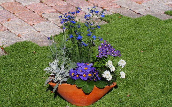 ブルー・パープルの寄せ植え（舟形Mサイズ）1個 花 植物 