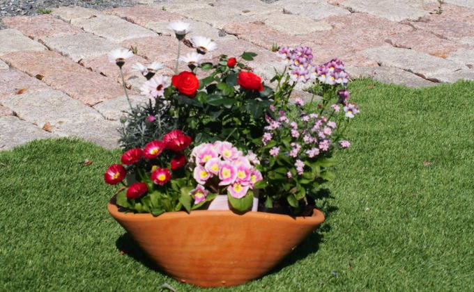 可愛いピンクのお花たっぷりの寄せ植え（舟形Mサイズ）1個 植物 