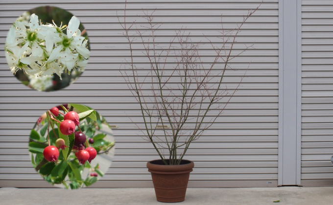 苗木 特大サイズ ジューンベリーの木 鉢植え ブラウン鉢 1個 植物 ガーデン ※配送不可:北海道、沖縄、離島