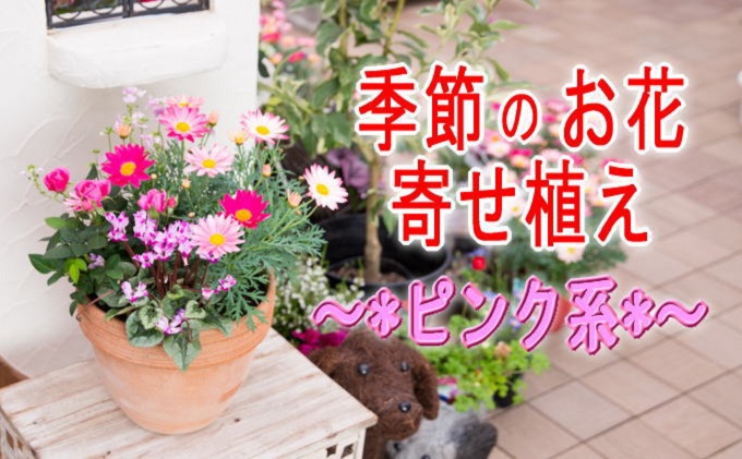 季節のお花寄せ植え(赤・ピンク系) 植物