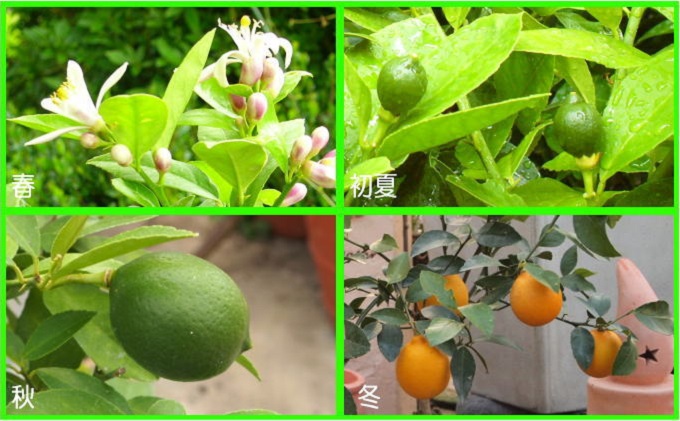 レモンの木 ガーデニング 果樹 ガーデニングショップ四季の里 