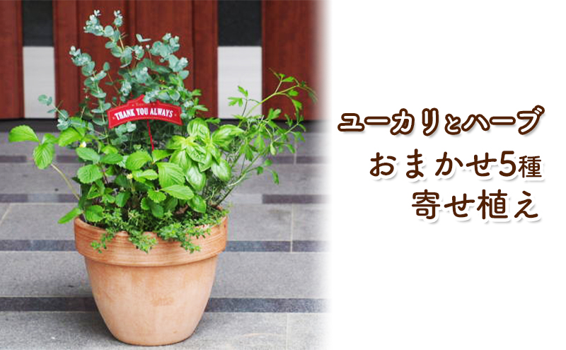 ユーカリとハーブ5種 寄せ植え テラコッタ鉢 24cm 植物 ガーデン インテリア